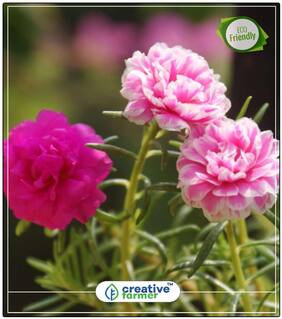 Sparrow Atrracting Plant Seeds - Time Flower Plant Seeds Offer Perfect Home Garden Plant Seeds