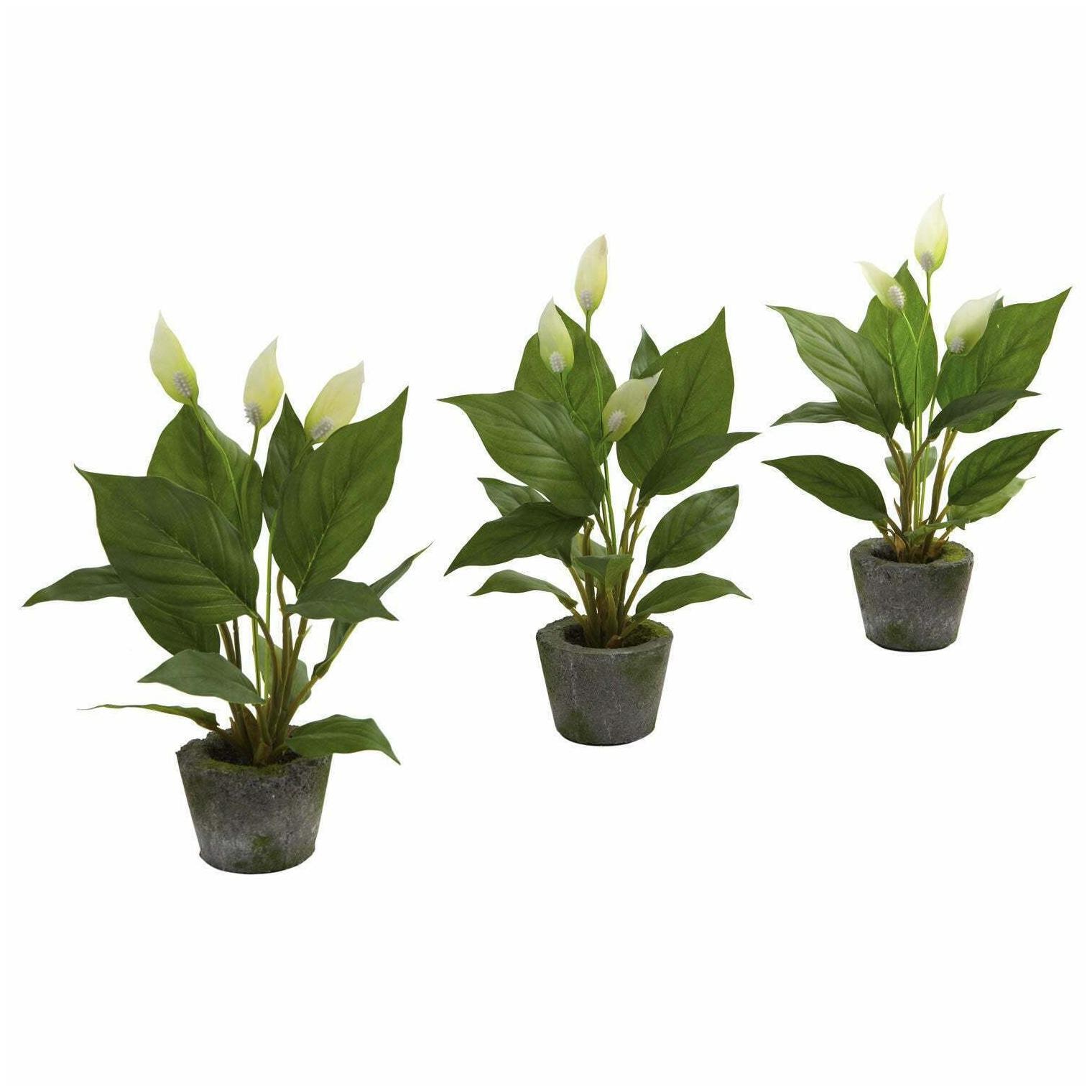 

Spathyfillum and Cement Planter Set (Set of 3) - Grey Grey