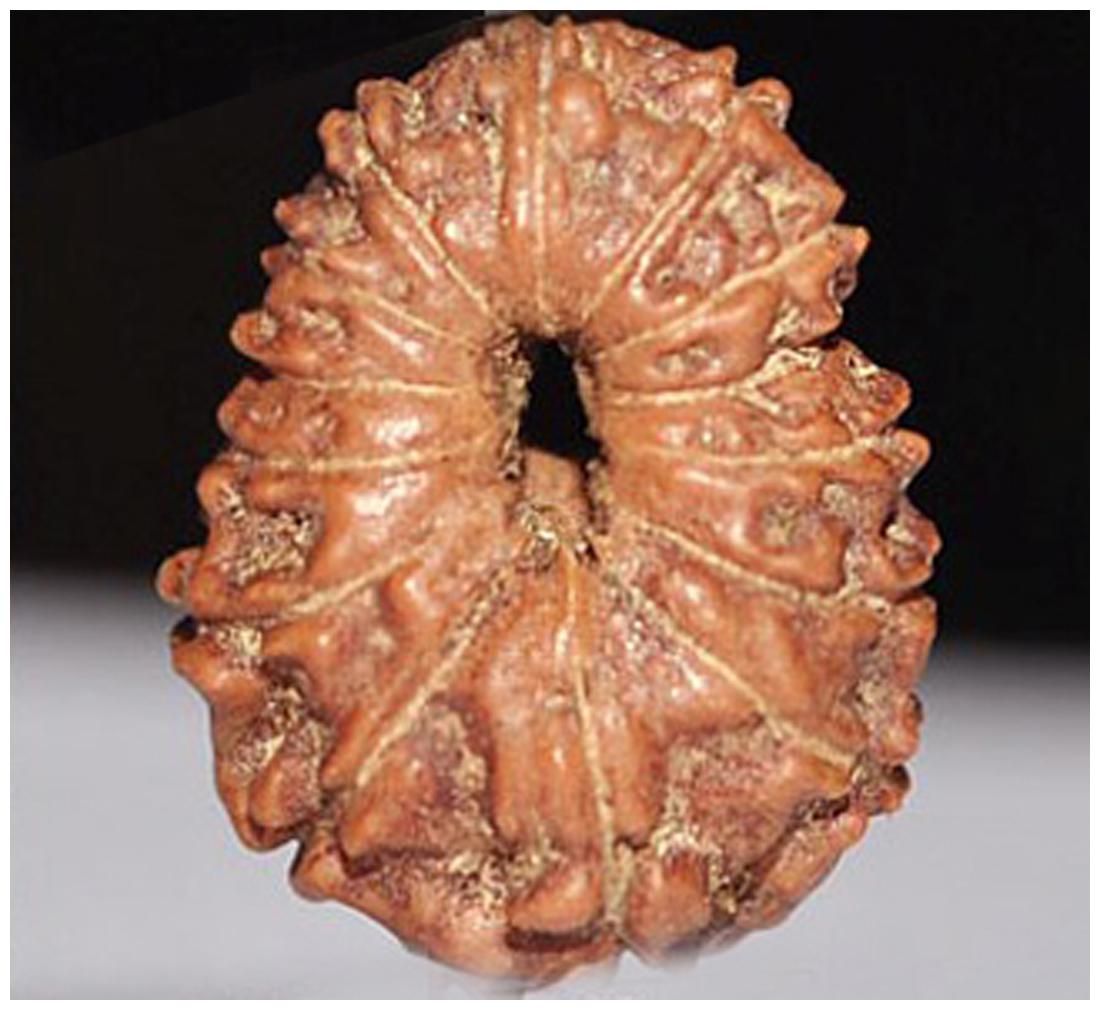 

Srak 14 Mukhi Rudraksh 10Mm