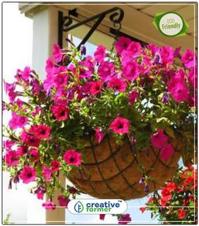 Star Rose Petunia Flower Seeds Ornamental Vegetable Seeds Perfect Home Garden Plant Seeds