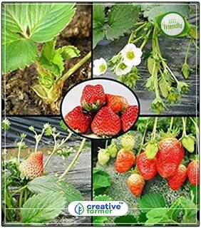 Strawberry Fruit Seeds For Hanging Basket Herb Seeds For Home Garden Perfect Home Garden Plant Seeds