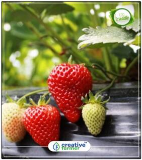 Strowberry Herb Seeds For Home Garden Perfect Home Garden Plant Seeds