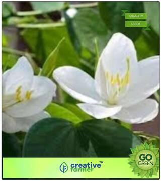 Summer Flower Seeds Of India : Mandaram Kerala Flower Seeds Premium Kitchen Garden Plant Seeds