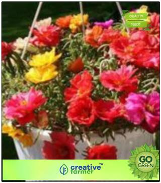 Summer Flower Seeds In India : Plants For Stunning Hanging Baskets Portulaca Premium Kitchen Garden Plant Seeds