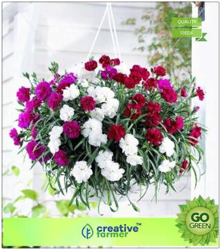 Summer Flower Seeds Of India : The Flowers Of God Premium Kitchen Garden Plant Seeds