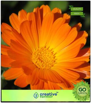 Summer Flower Seeds For Pots : Gulsarfi Premium Kitchen Garden Plant Seeds