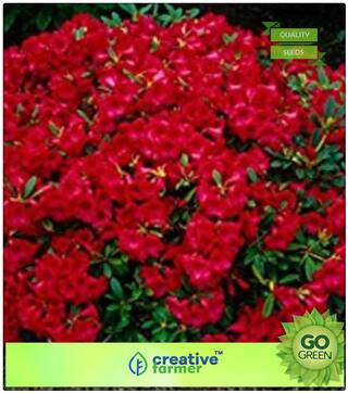 Summer Flower Seeds For Home Garden : Dianthus-Scarlet Red Premium Kitchen Garden Plant Seeds