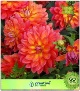 Summer Flower Seeds Kit : Giant Dahlia Flower Bee Mix Premium Kitchen Garden Plant Seeds
