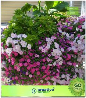 Summer Plant Seeds For Gardening : Petunia Nana Compacta Premium Kitchen Garden Plant Seeds