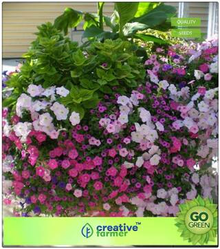 Summer Plant Seeds For Gardening : Petunia Nana Compacta Premium Kitchen Garden Plant Seeds