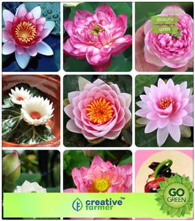 Summer Plant Seeds Kit : Lotus Plant Seeds Pink & White Colors Premium Kitchen Garden Plant Seeds