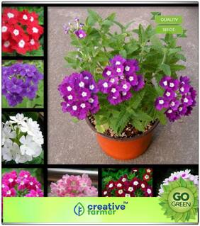 Summer Plant Seeds Of India : Multi-Colors Verbena Hanging Planters Premium Kitchen Garden Plant Seeds