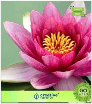 Summer Plant Seeds For Pots : Lotus Seeds For Home Garden Premium Kitchen Garden Plant Seeds