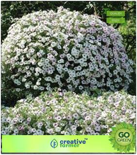 Summer Seeds Of Flowers : White Pure Mix Petunia Premium Kitchen Garden Plant Seeds