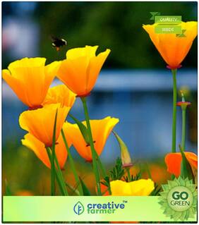 Summer Seeds For Home Garden : California Poppy-Mixed Premium Kitchen Garden Plant Seeds