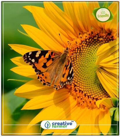 Sun Fortune Sun Plant Seeds 60 Days Flowering For Beautiful Garden Flowering Plants Seeds Perfect Home Garden Plant Seeds