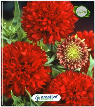 Sundance Pulchella Flower Garland Plant Seeds For Hanging Pots Perfect Home Garden Plant Seeds
