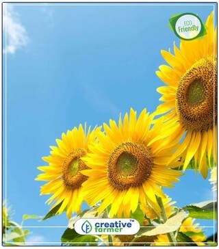 Sunflower Giant Dwarf Plant Seeds Flower Perfect Home Garden Plant Seeds