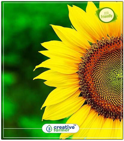 Sunflower Helianthus Annuus Dwarf Plant Seeds For Home Garden Perfect Home Garden Plant Seeds