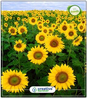 Sunflower Russian Giant- Helianthus Annuus Winter Seeds For Home Garden Perfect Home Garden Plant Seeds