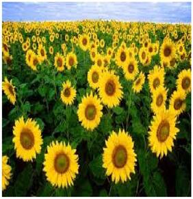 Mgbn The Path For The Healthier Life With Beauty Store Buy Mgbn