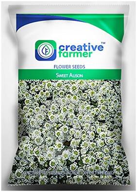 Sweet Alison Seeds For Home Garden-50 Seeds by Creative Farmer