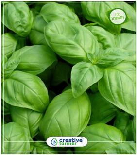 Sweet Basil Ocimum Basilicum Herb White Flower Seeds Herb Seeds For Planting Perfect Home Garden Plant Seeds