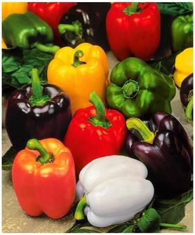 Sweet Bell Pepper Seeds