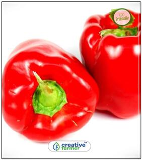 Sweet Bell Pepper Seeds - Carolina Wonder - Organic Ornamental Vegetable Seeds Perfect Home Garden Plant Seeds