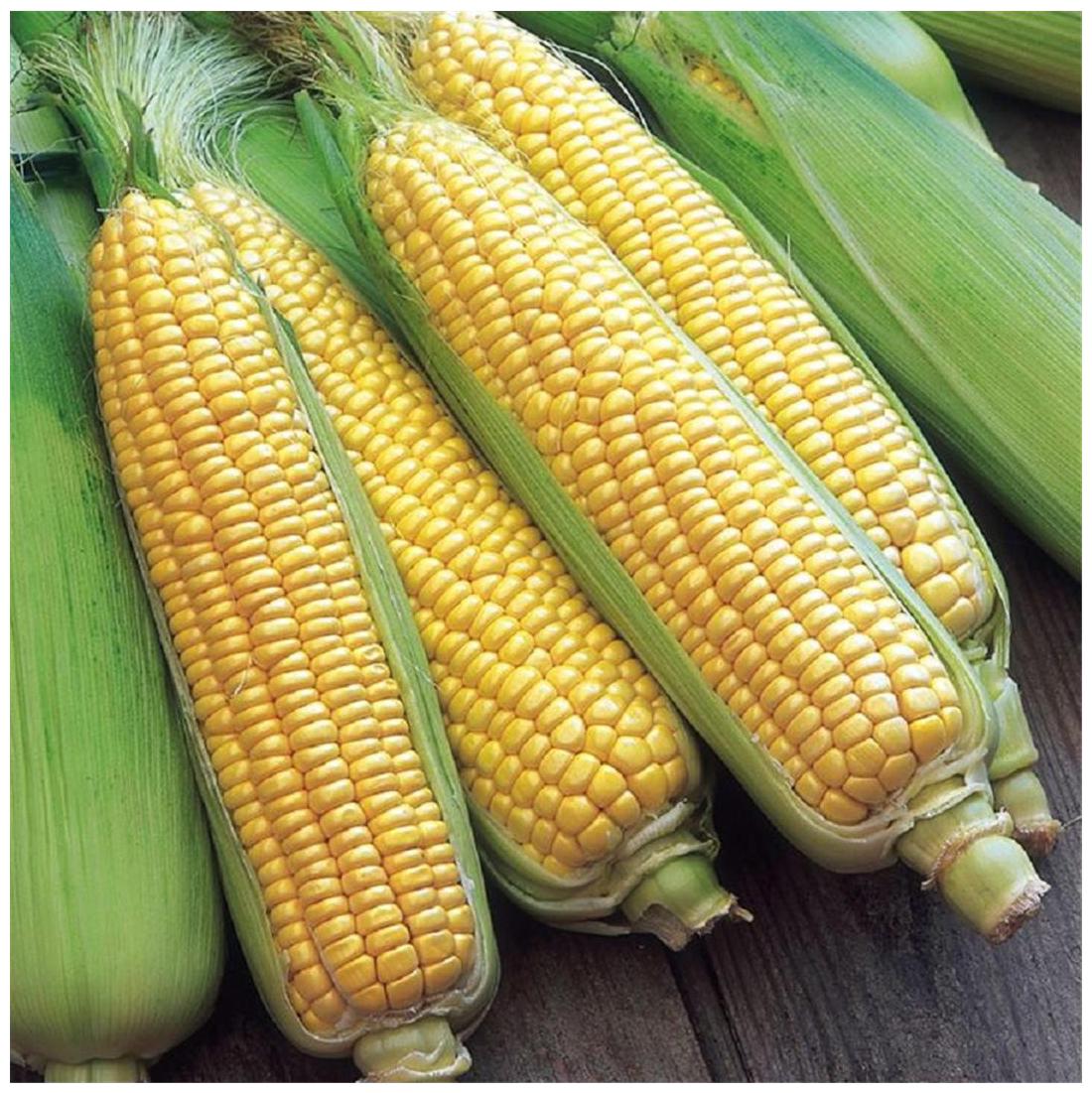 Buy Sweet CornPack of 20 Online at Low Prices in India