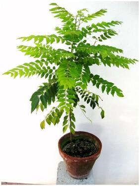 Sweet Neem Leaves Seeds For Kitchen Plant Seeds For Garden Pack By Creative Farmer