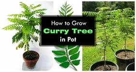 Sweet Neem Leaves Seeds For Kitchen Plant Seeds For Garden Pack By Creative Farmer