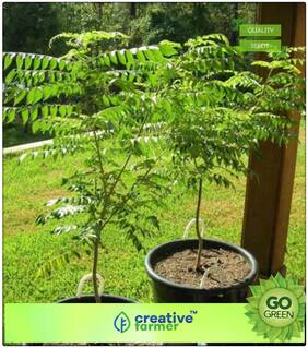 Sweet Neem Leaves Seeds For Kitchen Plant Seeds Premium Kitchen Garden Plant Seeds