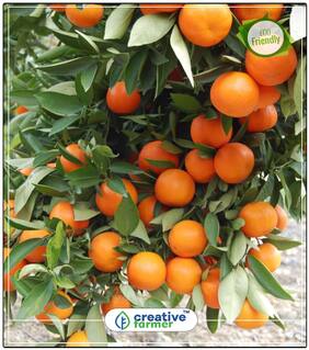 Sweet Orange Fruit Tree Seeds Fruit Seeds For Container Gardening Perfect Home Garden Plant Seeds