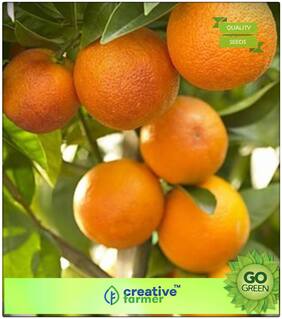 Sweet Orange Fruit Tree Seeds Fruit Seeds For Container Gardening Premium Kitchen Garden Plant Seeds