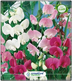 Sweet Peas Heady Scent Flower Seed Rainy Season Perfect Home Garden Plant Seeds