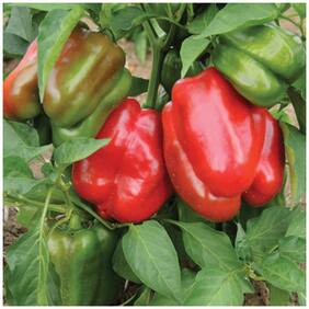 Sweet Peppers Capsicum Vegetable Seeds Hybrid Seeds