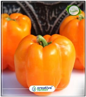 Sweet Peppers Orange Early Summer Hybrid Pepper Ornamental Vegetable Seeds Perfect Home Garden Plant Seeds