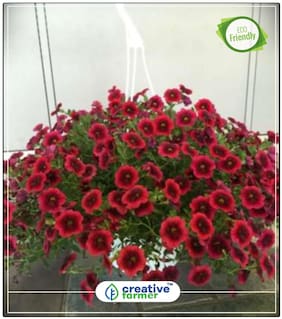 Sweet Willium-Black Prince Garden Seeds Perfect Home Garden Plant Seeds