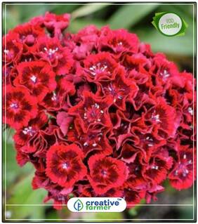 Sweet Willium Black Pet Ornamental Vegetable Seeds Perfect Home Garden Plant Seeds