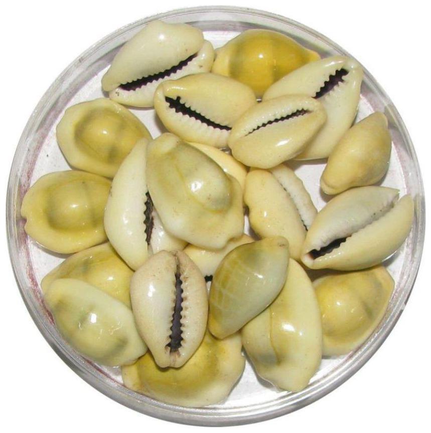 

Takshila Gems Natural Puja Kodi Puja Shell for Lakhmi Puja Cowrie (Set of 21)
