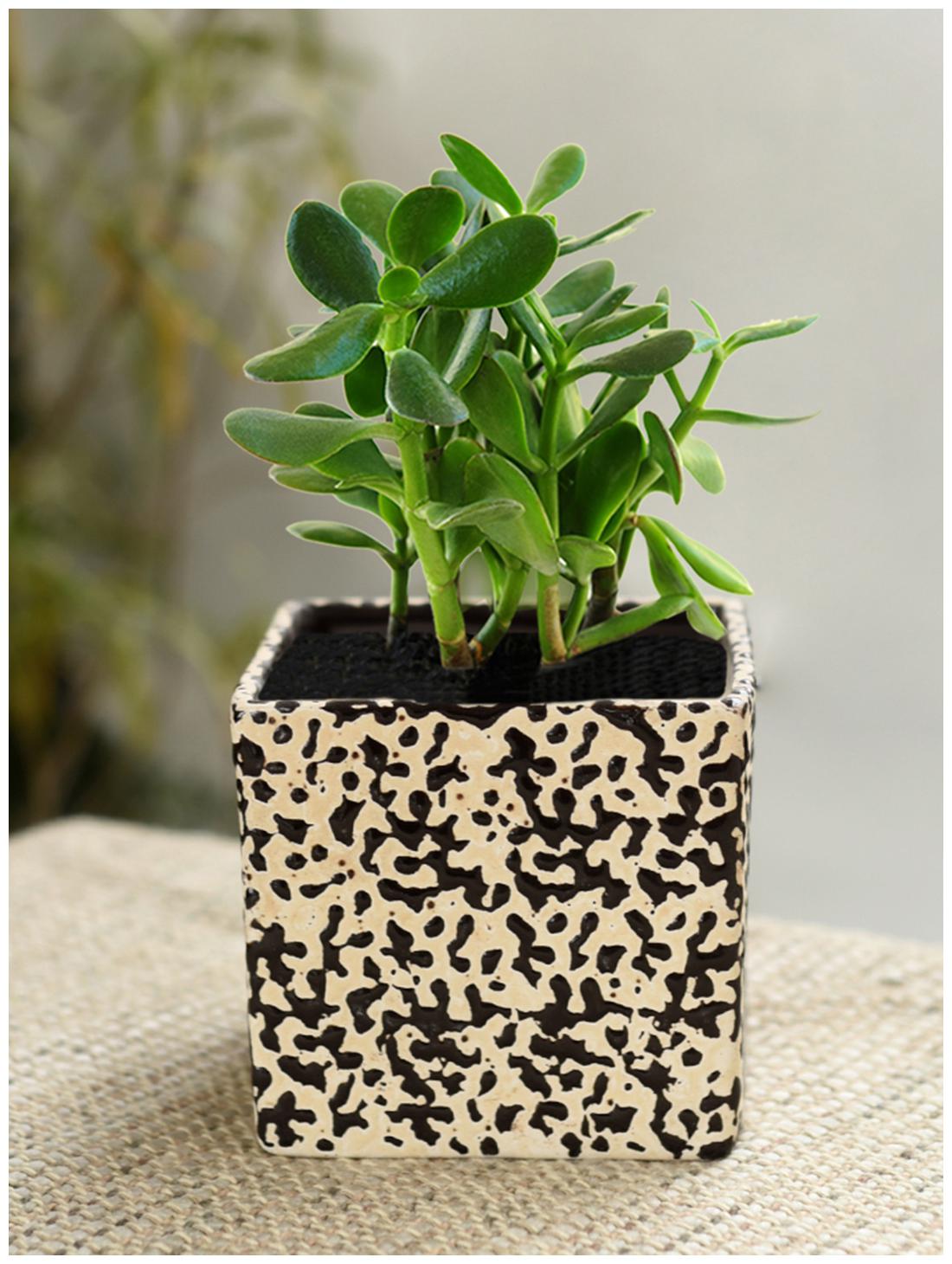 

Tashveen Articles Ceramic Planter (Off White with Coffee Colour Dots) Indoor planter Outdoor Planter Pot Gamla