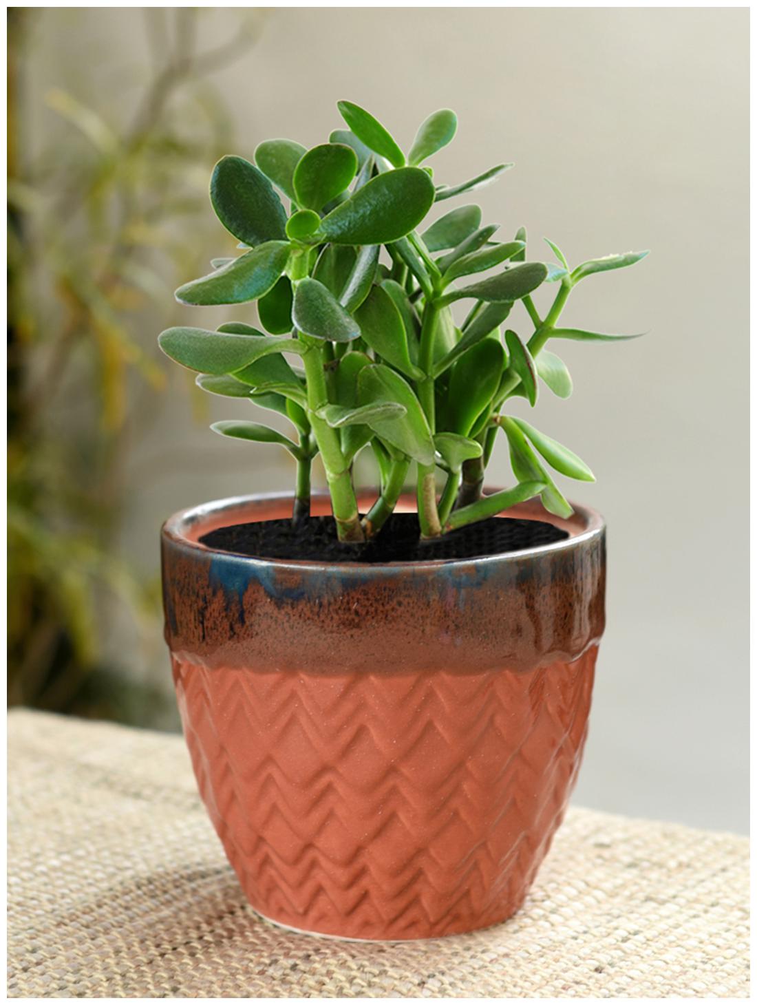 

Tashveen Articles Ceramic Planter (Red with Glazed Border) Indoor planter Outdoor Planter Pot Gamla