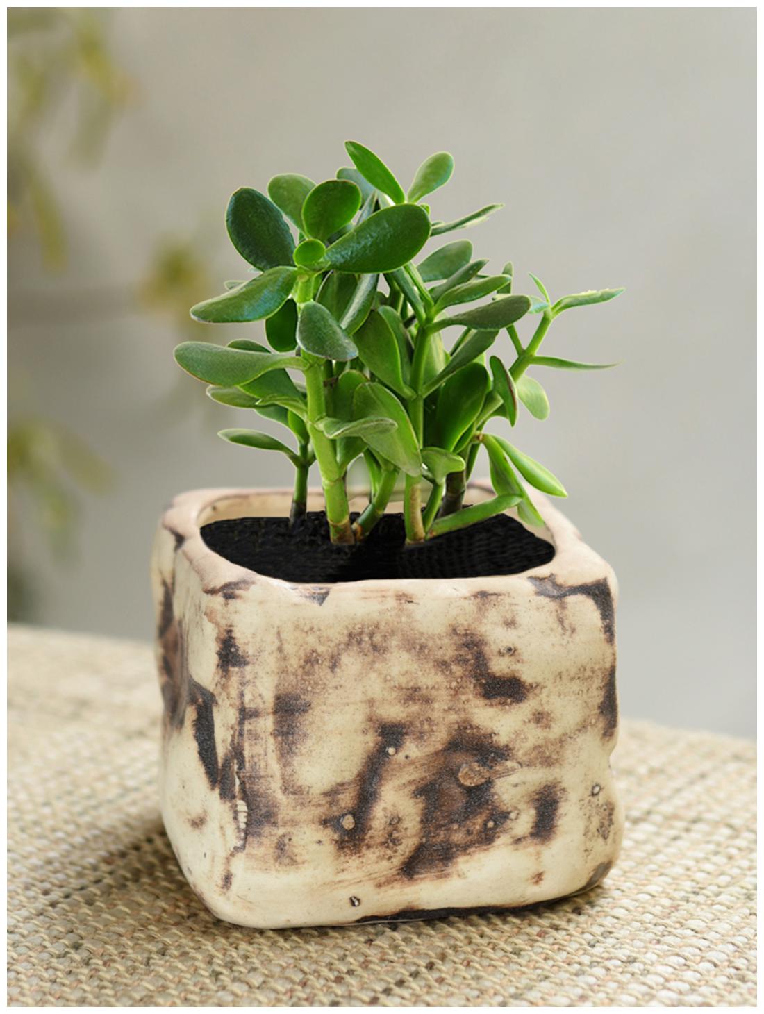 

Tashveen Articles Off White and Brown Flower Pot Gamla Both Ceramic Planters