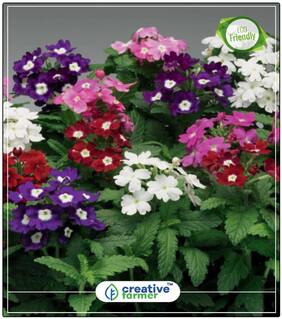 Tears Of Isis Hanging Basket Winter Seeds For Home Garden Perfect Home Garden Plant Seeds