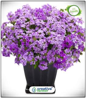 Tears Of Isis Hanging Basket Blue Gardening Seeds Flower Perfect Home Garden Plant Seeds