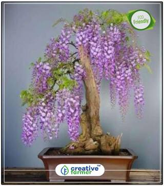 The Fern Tree Ornamental Tree Perfect Home Garden Plant Seeds