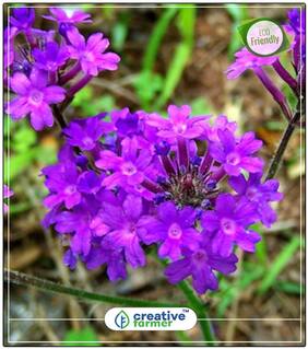 The Vervain Blue Flower Seeds Evergreen Perfect Home Garden Plant Seeds