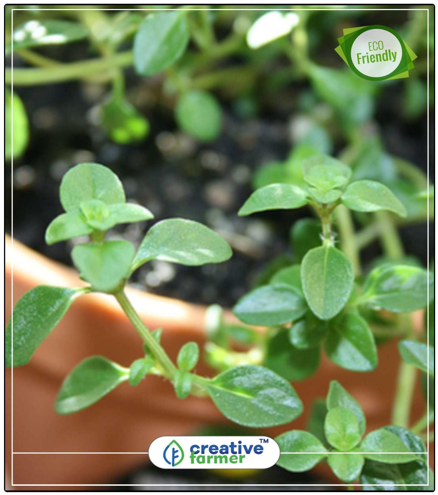https://assetscdn1.paytm.com/images/catalog/product/H/HO/HOMTHYMUS-VULGACREA887476DBA50B2/1563036715410_0..jpg