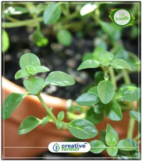 Thymus Vulgaris Thyme Herb Seeds For Home Garden Perfect Home Garden Plant Seeds